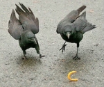 Վերջին տասնամյակում Երևանում ակտիվացել են ագռավներն ու կաչաղակները