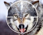 “Идет охота на волков”