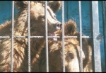 Կենդանաբույժների համաշխարհային ծառայության միջազգային բաժնի ղեկավարը սարսափած է Գյումրու կենդանաբանական այգուց