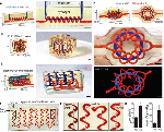 Նշանակալի բացահայտում՝ օրգանների 3D տպագրության ոլորտում. գիտնականների մեկը հայ է