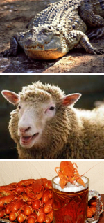 Կոկորդիլո՞ս, ոչխա՞ր, թե՞ խեցգետին