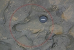 Մեծ Բրիտանիայում գտել են մարդու հետքեր, ով ապրել է 800000 տարի առաջ