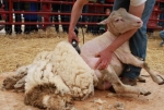 Հայաստանում առաջին անգամ կանցկացվի ոչխարների խուզման փառատոն