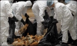 Չինաստանում H7N9 գրիպի ամեն երրորդ դեպք մահացու է