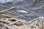 Հրազդան գետում հայտնաբերվել են սատկած ձկներ