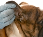 Անցկացվելու է շների մակաբուծային հիվանդությունների անվճար հետազոտություն