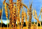 Լեռնային շրջաններում հասունացման փուլում են կարտոֆիլը, գարնանացան ցորենն ու գարին