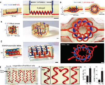 Նշանակալի բացահայտում՝ օրգանների 3D տպագրության ոլորտում. գիտնականների մեկը հայ է