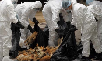 Չինաստանում H7N9 գրիպի ամեն երրորդ դեպք մահացու է
